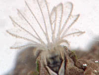 Filter Feeder: barnacle